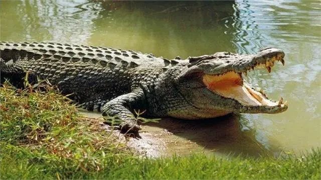 युवक को खींच ले गया मगरमच्छ, SDM ने चलाया सर्च ऑपरेशन; 22 घंटे बाद मिला शव